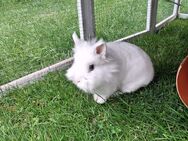TOLLE KLEINE HÄSIN (5J./geimpft) AUßEN+INNENHALTUNG. Mit BERATUNG. Auch Leihkaninchen - Meinerzhagen