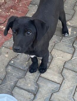 🌸 Liebes Welpenmädchen Zoe 🌸 - Eislingen (Fils)