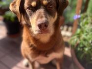 Brownie - Tolle Hündin auf PS in München - Berlin