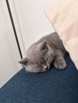 BKH Kitten zu verkaufen :) - Gießen