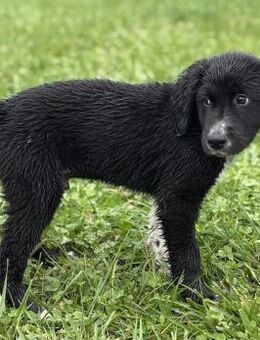 Jimi - freundlicher Welpe sucht Familie - Berlin