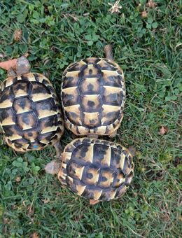 THB 0.0.3 Griechische Landschildkröten Jahr 2023 - Günzburg