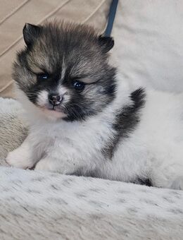 Süßer Pommeranian welpe - Hamburg