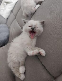 Heilige Birma Kitten ein kleines Mädchen - Wittmar