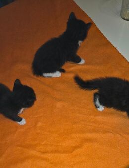 3 Katzenbabys - Eppelheim Zentrum