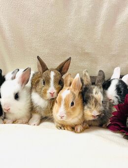 Zwergkaninchen Babys - München Hadern