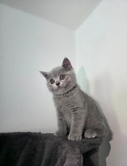 BKH Kitte - Ingolstadt