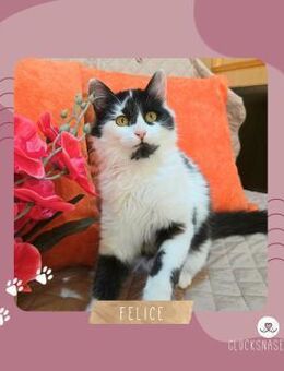 Kätzchen Felice möchte Dein Herz erobern - Lalendorf