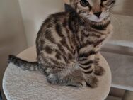 Bengalkatzen - Sundern (Sauerland)