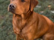 Labrador Foxred Deckrüde - Molbergen