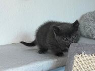 BKH/BLH Kitten - Hamburg