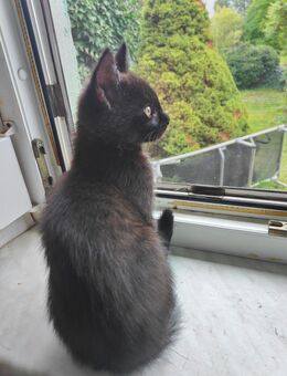 Langhaarmix-Kitten freut sich auf ein neues Zuhause - Zehdenick