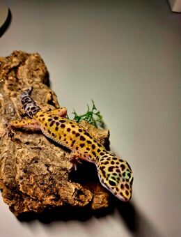 Leopardgecko Nachzucht zuverkaufen. - Gera