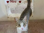 Hiro -sanfter Herzensbrecher - Stein-Wingert
