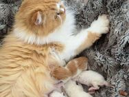 Perser /Bkh Kitten suchen ein Zuhause - Schwieberdingen