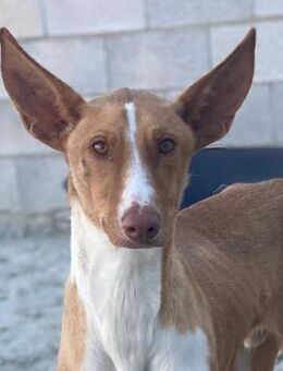 Jasper-liebenswerter, junger Podenco - Bad Camberg
