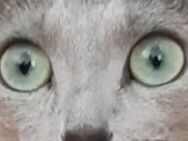 Wir suchen Russisch Blau Katze weiblich - Idstein