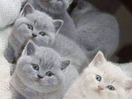Verschmuste BKH Kitten suchen ab sofort - Jena