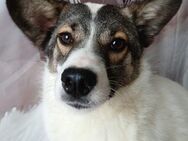 💕Sanfte Scarlet sucht Geborgenheit💕 - Eislingen (Fils)