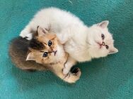 ❤️ Süße gesunde kleine Kater Kitten reinrassig BKH ❤️ - Burgthann