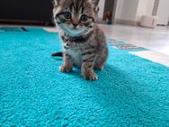 Bkh Kitten Mädchen - Hungen