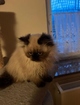 Süße kleine Perser Katze - Salgen