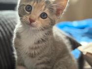 Katzenbaby - Fehrbellin