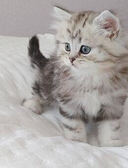 BLH kitten 2 Jungen - Borkwalde