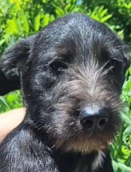 Kleiner LOBO sucht Zuhause - Gefrees