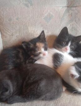 Babykatze Katzenmädchen - Stolpen