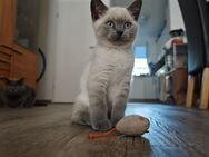 BKH Kitten Mädchen blau und blue Point Junge- Auszugsbereit - Hamburg