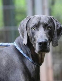 Gino sucht ein standfestes Zuhause - Pirmasens