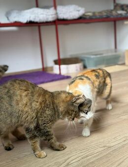 🌸Liebes Duo Mia & Mimi🌸 - Eislingen (Fils)