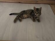 Babykatzen Kitten ab Ende Juli abzugeben - Gauting