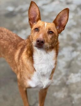 Goldie; zauberhafte Elfe - Geilenkirchen