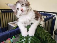 Wunderschöne Kater suchen Dosenöffner - Landshut
