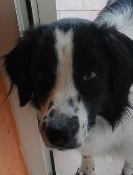 AMICO 💙 möchte Familienhund werden - Bad Karlshafen
