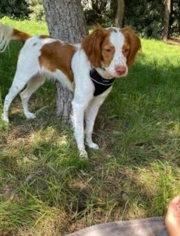 Toby ein Rüde mit großen Herz - Berlin