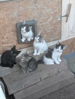 5 süße Katzenmädchen - Erfurt