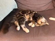 Junger Kater sucht neues zu Hause - Gottmadingen