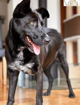 Michone Die Hündin, die jeden Tag ... - Kissing