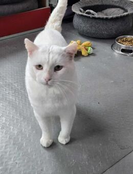 Anhänglicher verschmuster KALIN ♥️ - München