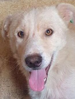 MICHA-hübscher Rüde, 53 cm - Rösrath