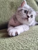 Katzen suchen eine liebevolle Familie... in 26871