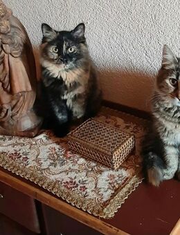 Maine Coon Mix Katzen 8 Monate - Greiz