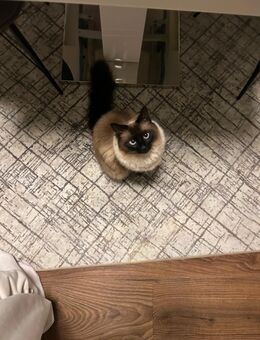 4 Jähriger lieber Kater sucht neues, ruhiges Zuhause - Karlsruhe