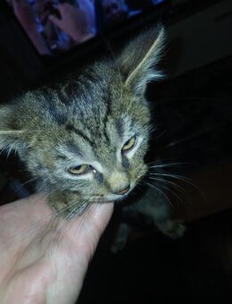 4 Monate alter kater in gute händy abzugeben - Gelsenkirchen Bismarck