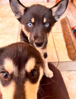 Husky-Border-mix Welpen - Schwedt (Oder)
