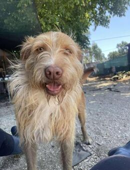 GRIZZY sucht sein Zuhause im Glück - Sulzfeld (Baden-Württemberg)