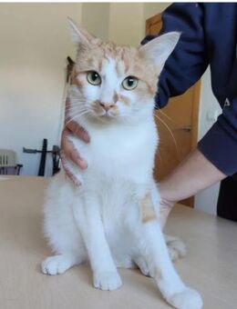 Tomás - sehr hübsch und entzückend - Wilhelmsfeld